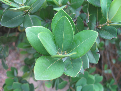 Cây Bời lời lá tròn. Litsea rotundifolia - Cây Thuốc Nam Quanh Ta